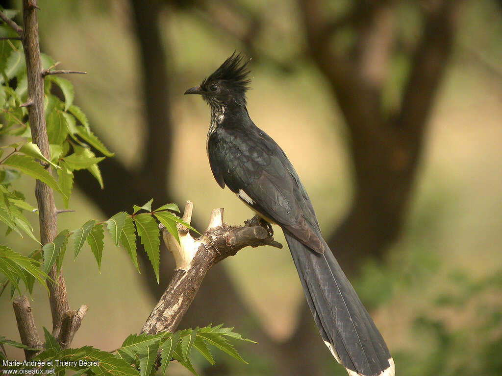 Levaillant's Cuckooadult, identification