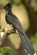 Levaillant's Cuckoo