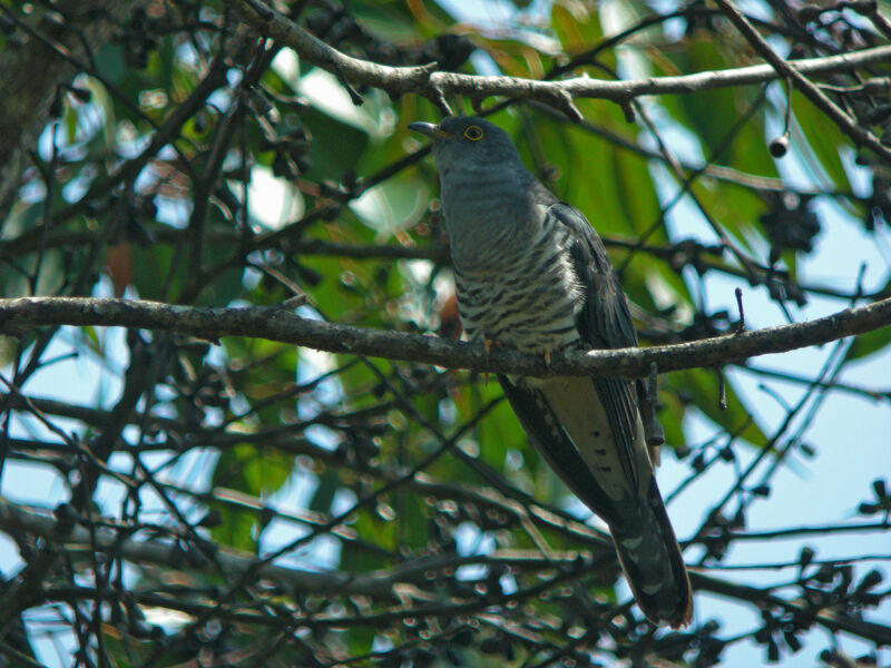 Madagascar Cuckoo