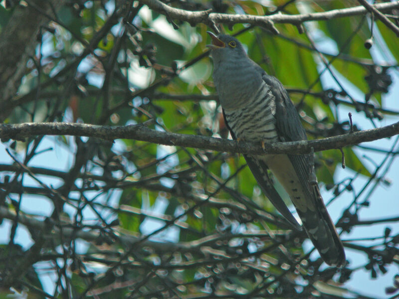 Madagascan Cuckoo