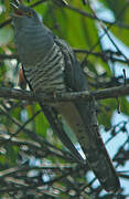 Madagascan Cuckoo