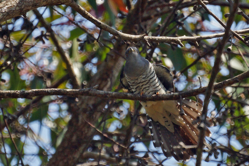 Madagascar Cuckoo