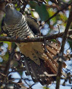 Madagascar Cuckoo