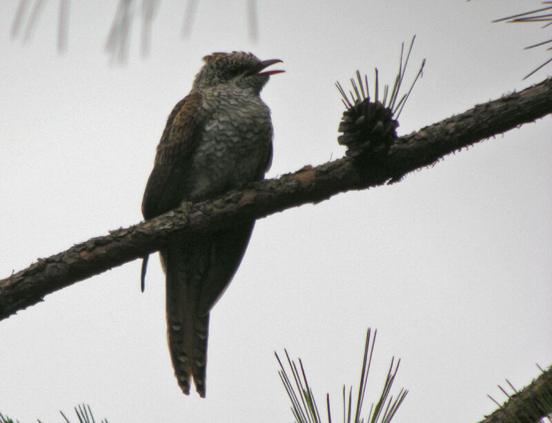 Banded Bay Cuckoo