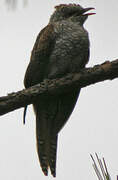 Banded Bay Cuckoo