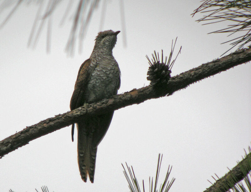 Banded Bay Cuckoo