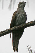 Banded Bay Cuckoo