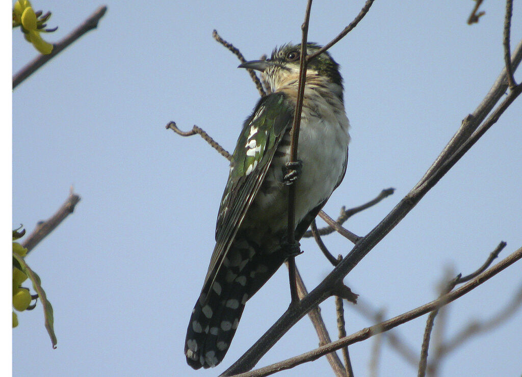 Diederik Cuckoo