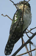 Diederik Cuckoo