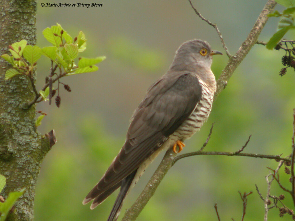 Common Cuckoo