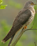 Common Cuckoo