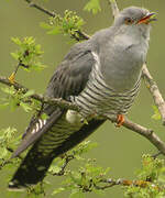 Common Cuckoo