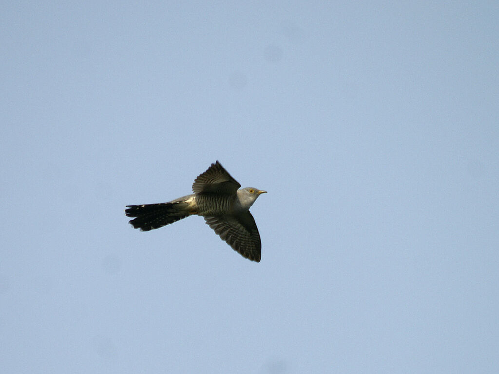 Common Cuckoo