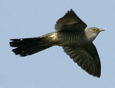 Common Cuckoo