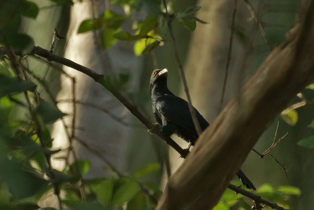 Asian Koel