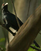 Asian Koel