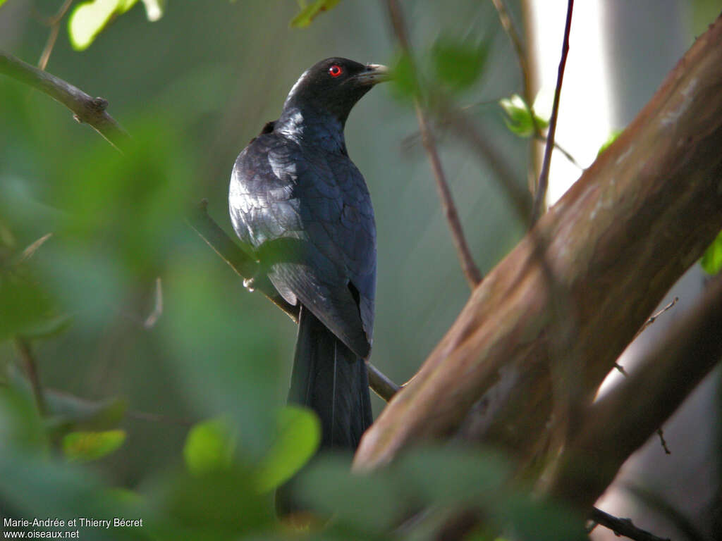 Asian Koel