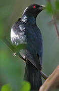 Asian Koel