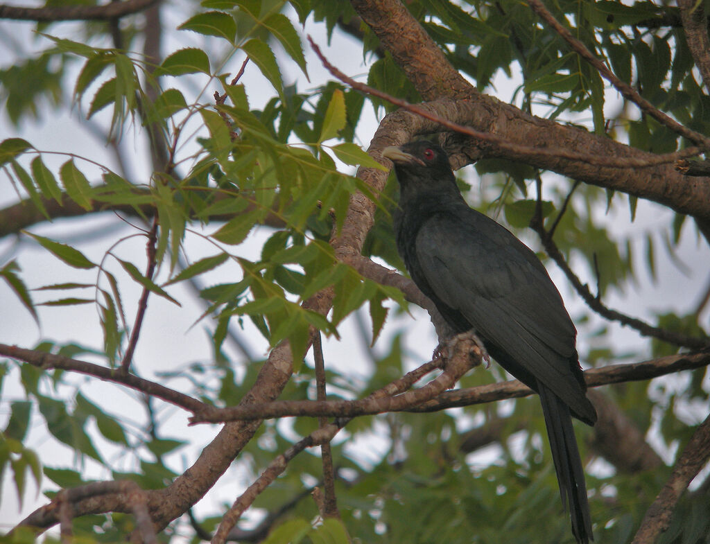 Asian Koel