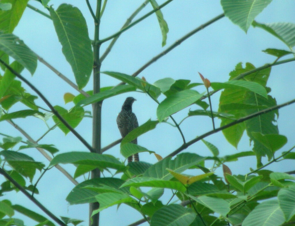 Asian Koel female