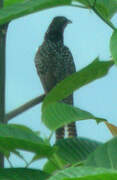 Asian Koel