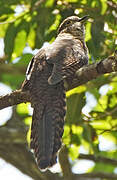 Barred Long-tailed Cuckoo