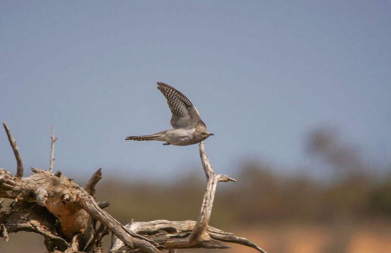 Pallid Cuckoo, Flight