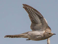 Pallid Cuckoo