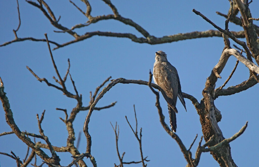 Pallid Cuckoo