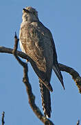 Pallid Cuckoo