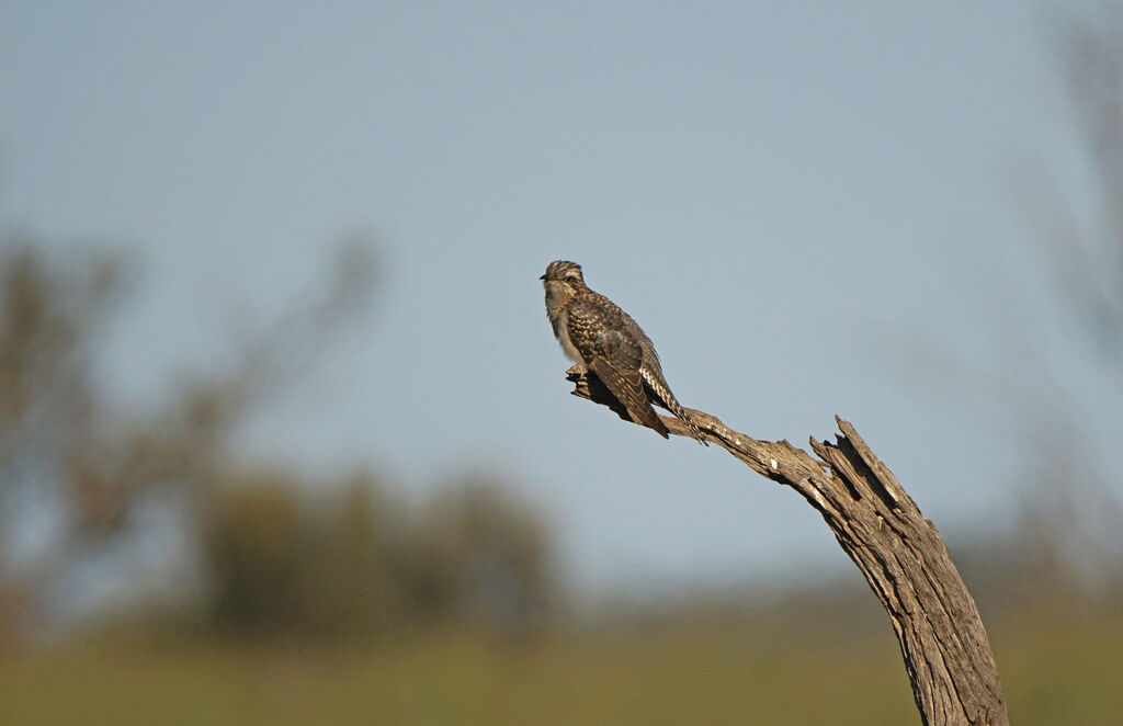 Pallid Cuckoo