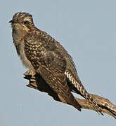 Pallid Cuckoo