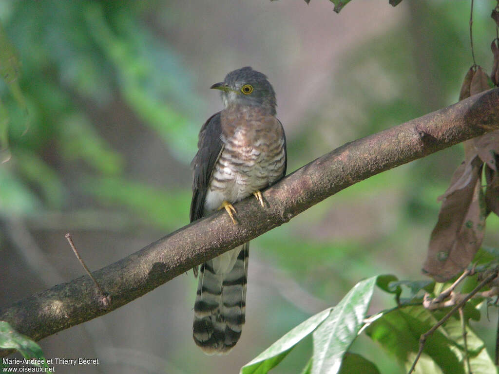 Common Hawk-Cuckooadult