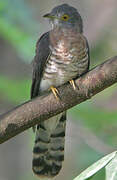 Common Hawk-Cuckoo