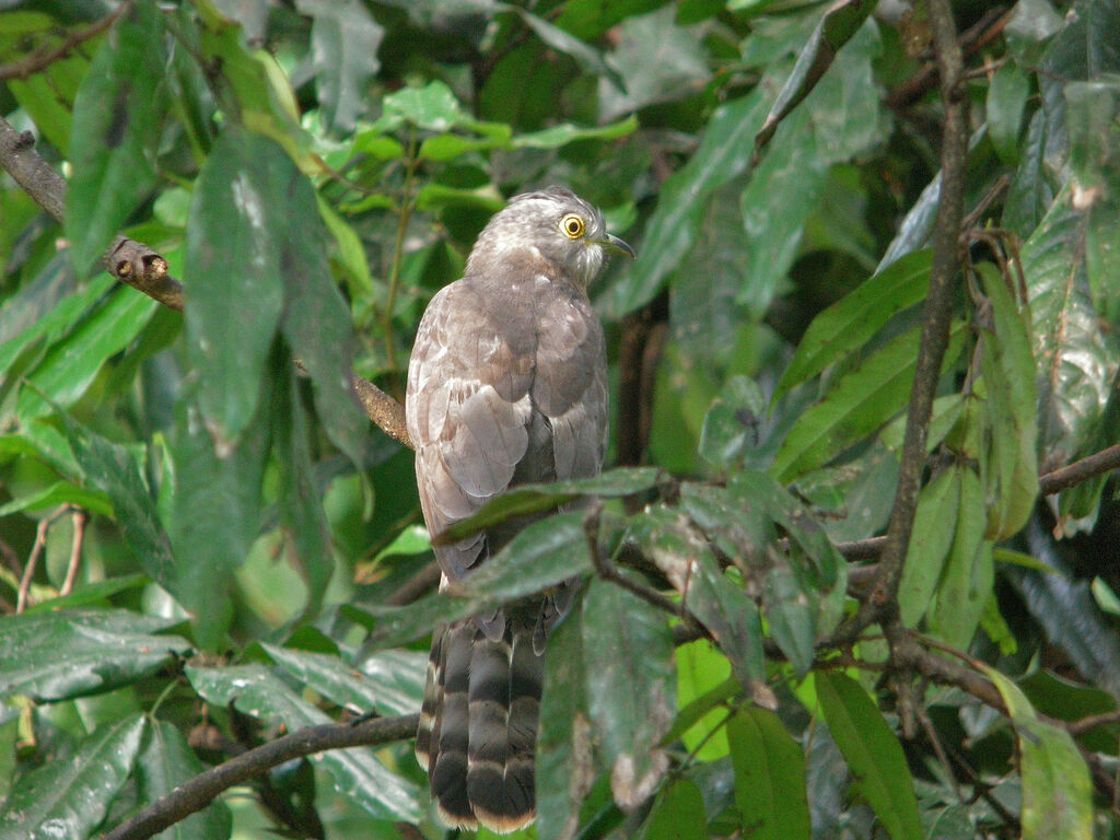 Common Hawk-Cuckoo