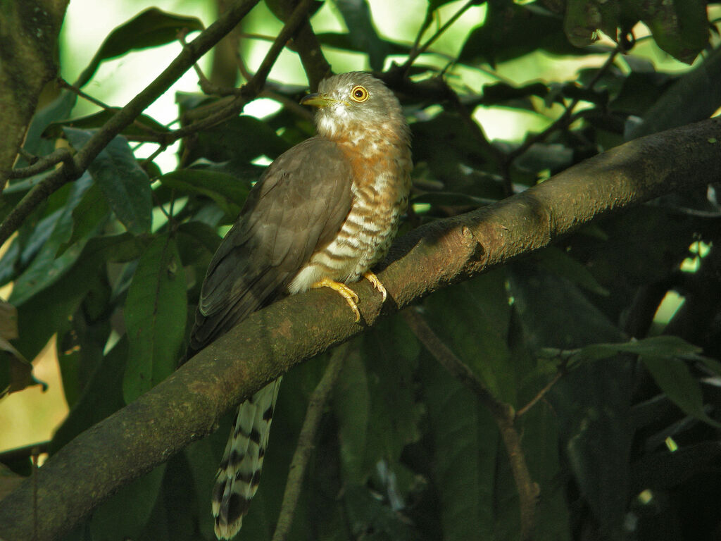 Common Hawk-Cuckoo