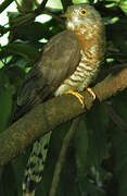 Common Hawk-Cuckoo