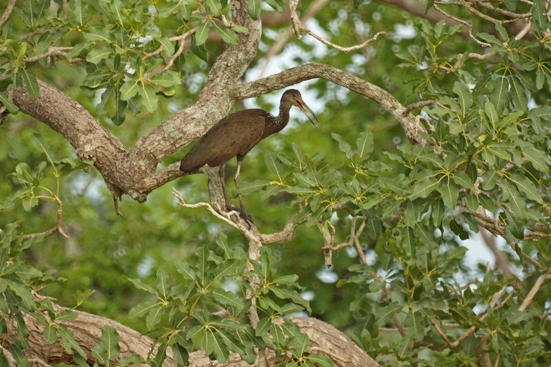 Limpkin