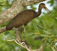 Limpkin