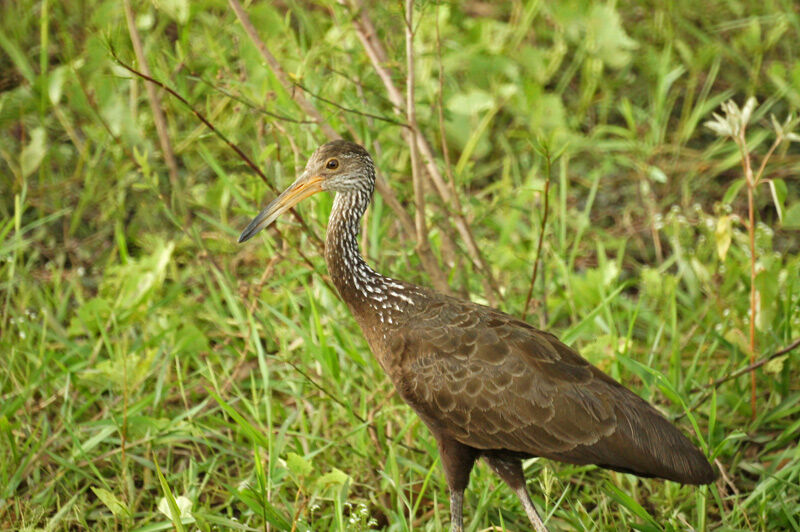 Limpkin