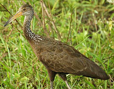 Limpkin