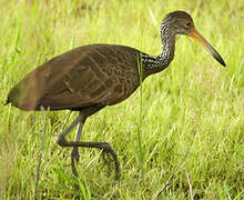 Limpkin