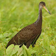 Limpkin