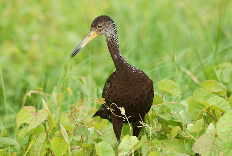 Limpkin