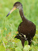 Limpkin