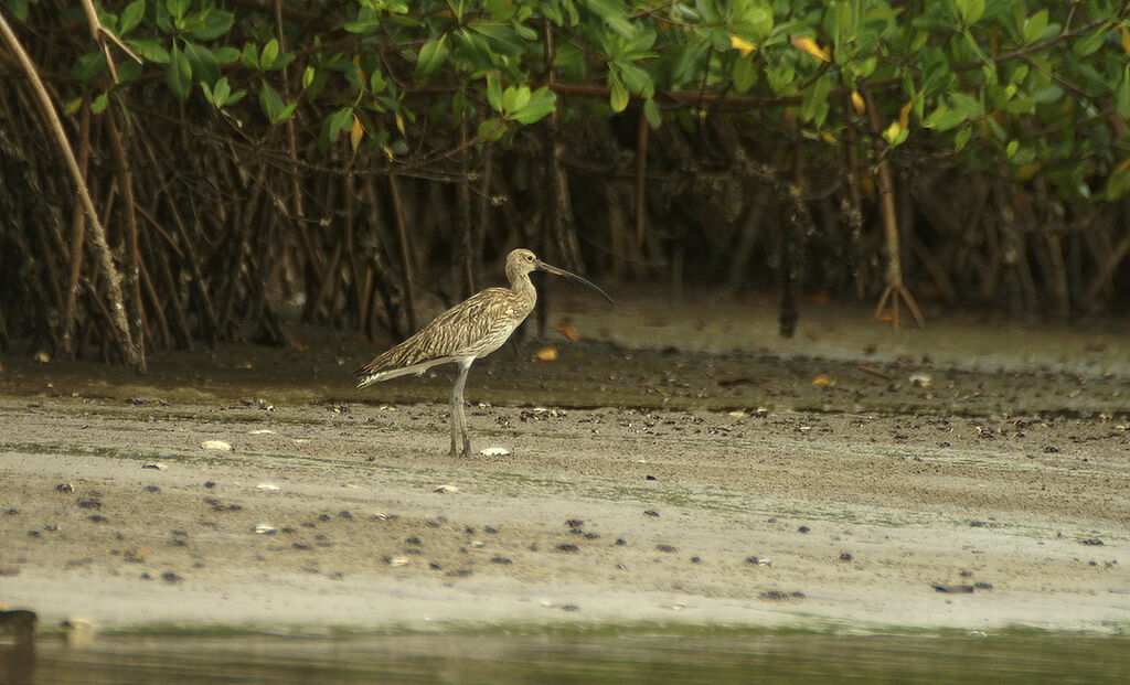 Eurasian Curlew