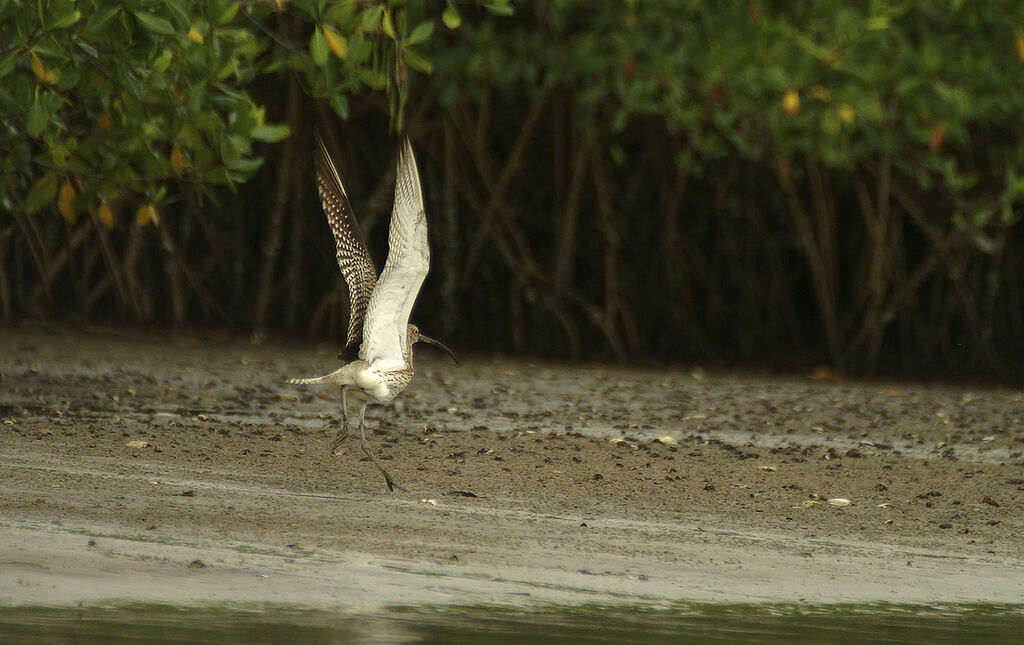 Eurasian Curlew