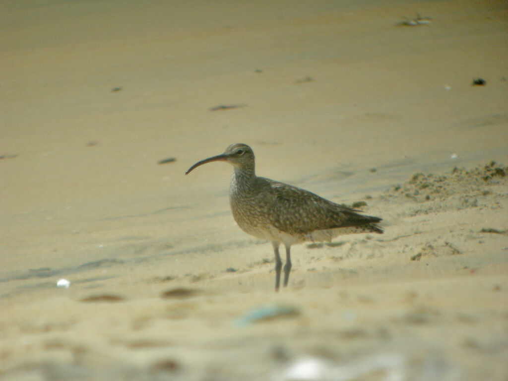 Eurasian Curlew