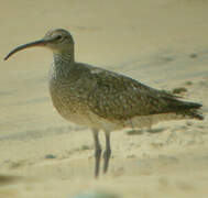 Eurasian Curlew