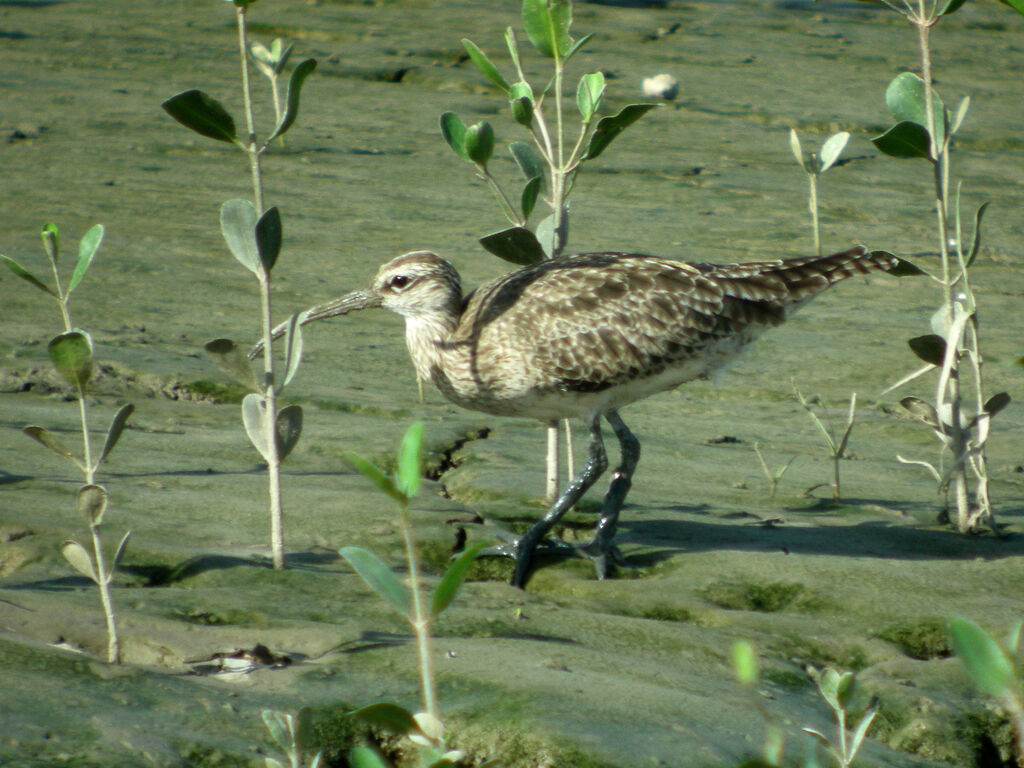 Eurasian Whimbrel